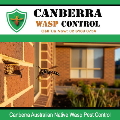 Australian native wasp nest treatment by expert pest control in Canberra