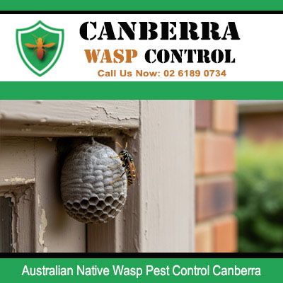 Canberra residential property needing Australian native wasp pest control for a nest located on a window frame