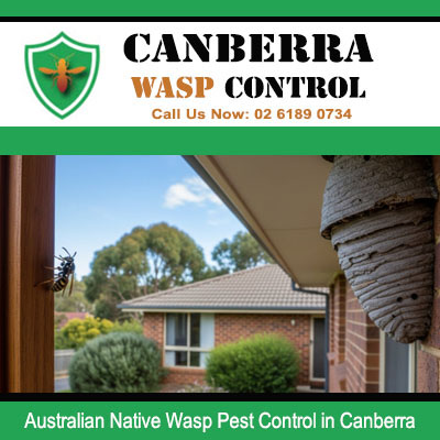 Expert Australian native wasp pest control for large nests found on house eaves in Canberra