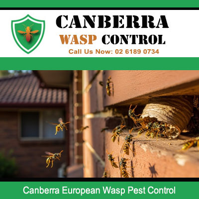 European wasp pest control service treating aggressive wasp infestation in Canberra 