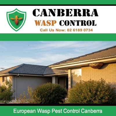 European wasp pest control service protecting Canberra residential homes