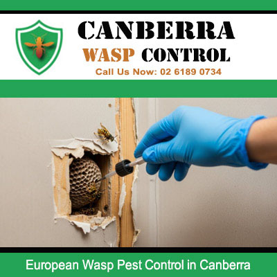 Professional technician safely removing European wasp nest in Canberra home
