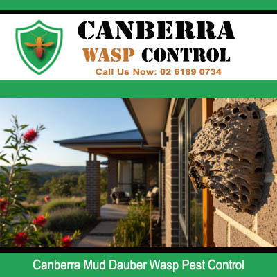 Professional mud dauber wasp pest control for a large nest situated under the eaves of a Canberra home
