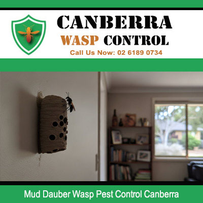 Professional mud dauber wasp control removing indoor nest from Canberra property