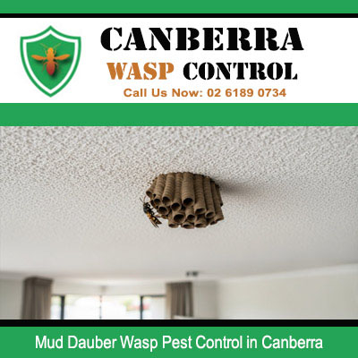 Mud dauber wasp nest attached to ceiling requiring professional control in Canberra