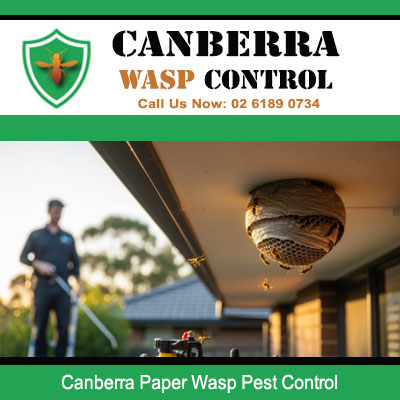 Paper wasp pest control specialist treating outdoor nest in Canberra residential property