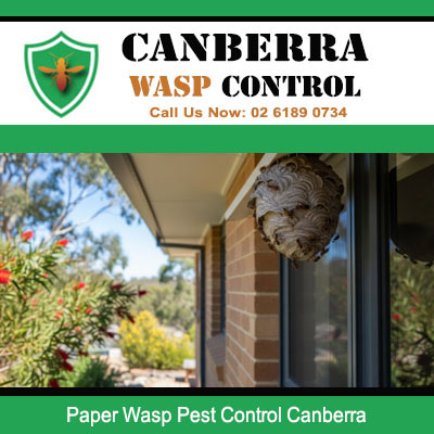Large paper wasp nest attached to Canberra home requiring professional removal