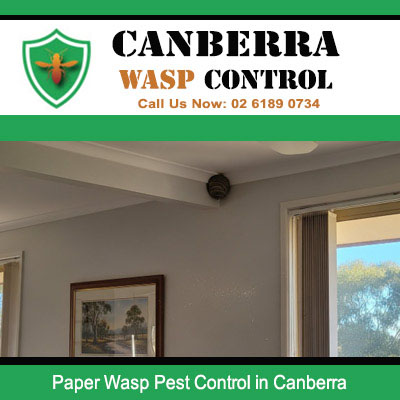 Paper wasp nest on indoor ceiling requiring professional removal in Canberra home