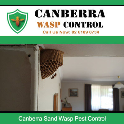 Canberra wasp pest control service treating sand wasp nest attached to interior ceiling