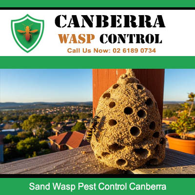 Sand wasp pest control service treating outdoor nest in Canberra residential area