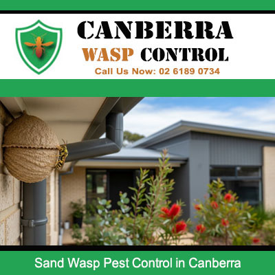 Sand wasp nest on house gutter needing professional pest control in Canberra