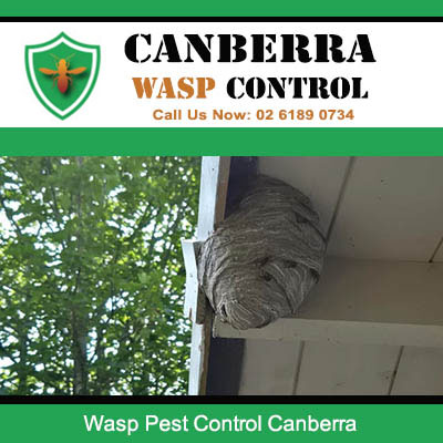 Professional wasp nest removal service under house eaves in Canberra
